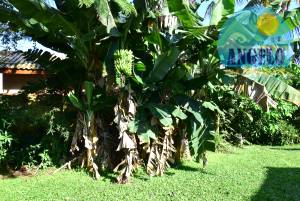 Casa em terreno de 500 m2, 3 dormitorios em Peruibe, entre 800 e 1200 metros da praia